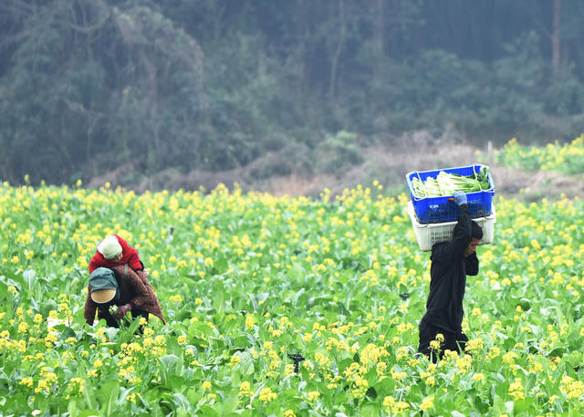 湖南嘉禾：采收蔬菜  保障供应