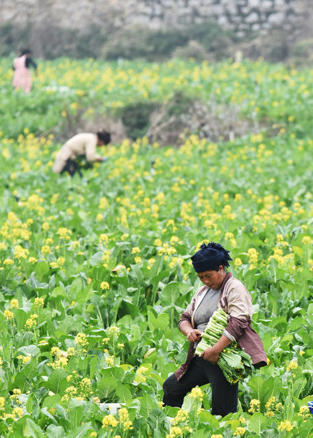 湖南嘉禾：采收蔬菜  保障供应