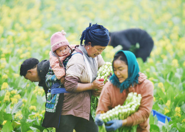 湖南嘉禾：采收蔬菜  保障供应