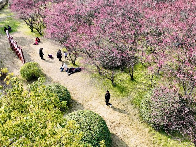 梅花