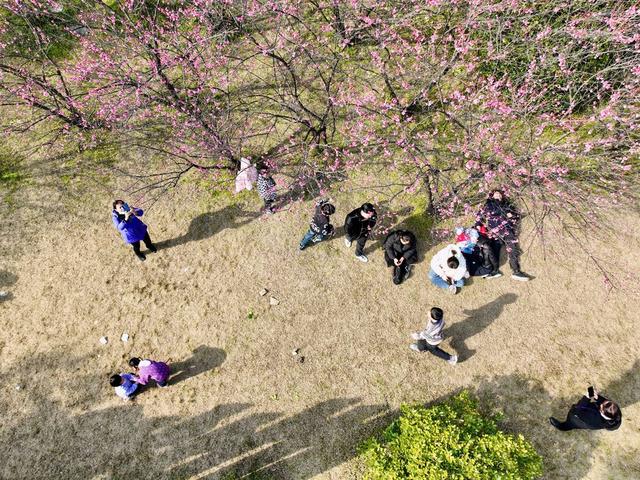 梅花