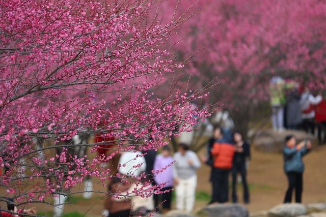 春节 休闲 城区公园 梅花