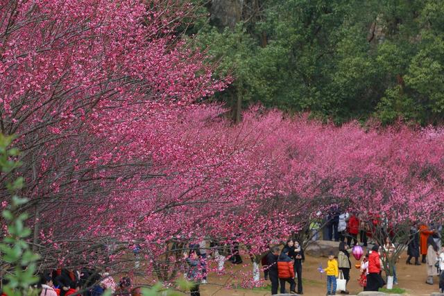 春节 休闲 城区公园 梅花