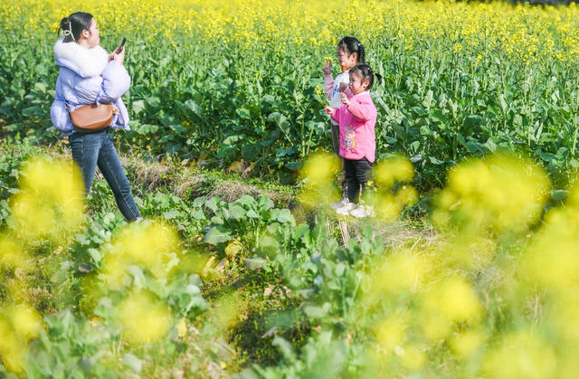 油菜花海
道县
春节
节日