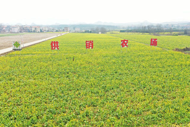 嘉禾：油菜花开春色美