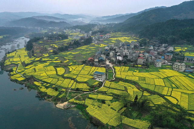 油菜 花开 旅游 农业 春景 如画 乡村 振兴