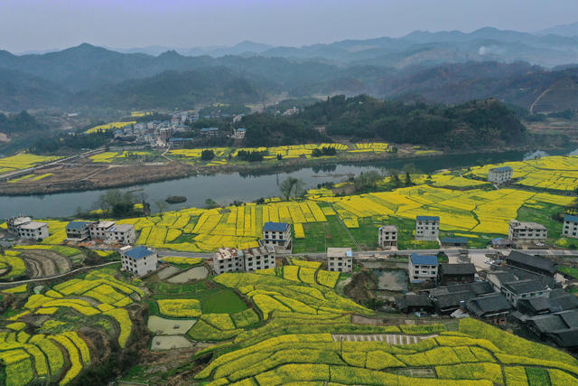 油菜 花开 旅游 农业 春景 如画 乡村 振兴