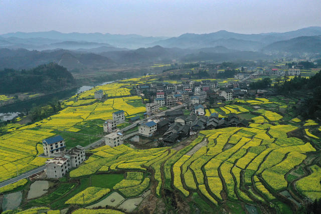 油菜 花开 旅游 农业 春景 如画 乡村 振兴