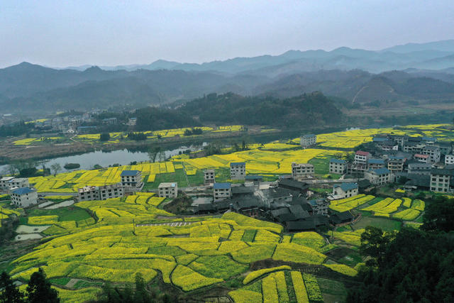 油菜 花开 旅游 农业 春景 如画 乡村 振兴