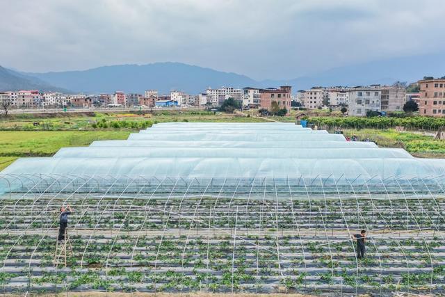 大棚 寒潮 农业生产 田间 草莓