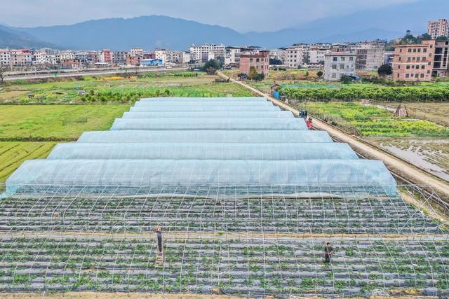 大棚 寒潮 农业生产 田间 草莓