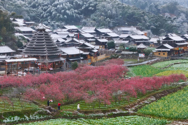 梅花、美丽乡村、风景、旅游、农村