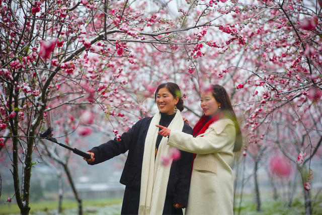 梅花、美丽乡村、风景、旅游、农村