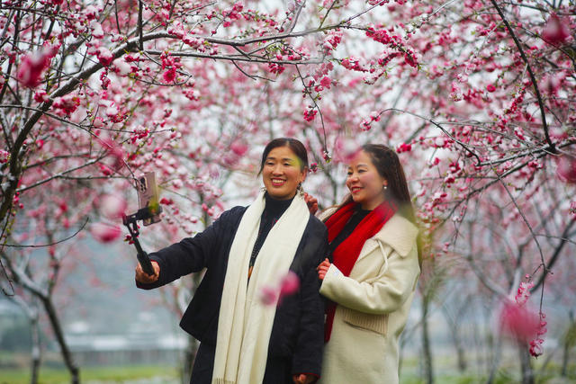 梅花、美丽乡村、风景、旅游、农村