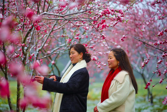 梅花、美丽乡村、风景、旅游、农村