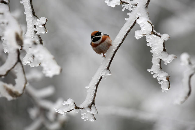 湖南，湘西，冰雪，小鸟，树枝，停留，飞行