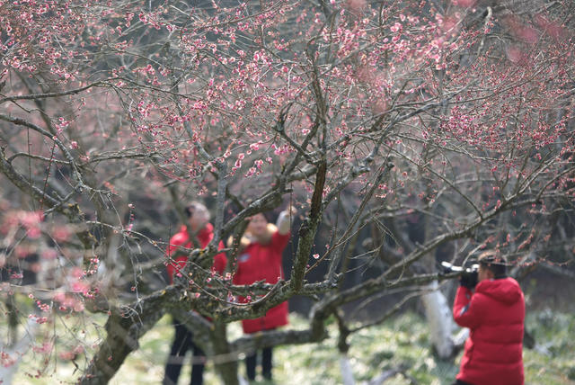 张家界 春天 花开
