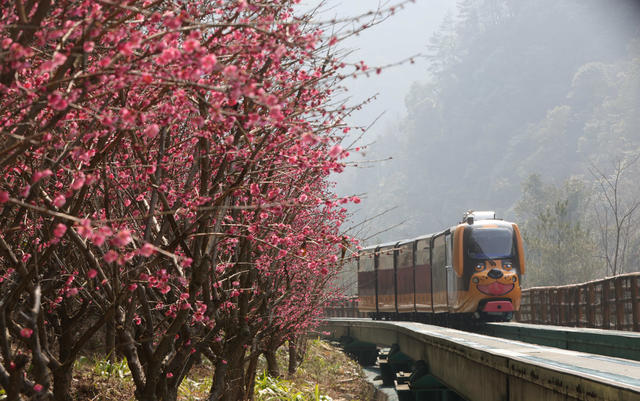 张家界 春天 花开