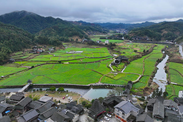 立春、田野、油菜花、春天、农业