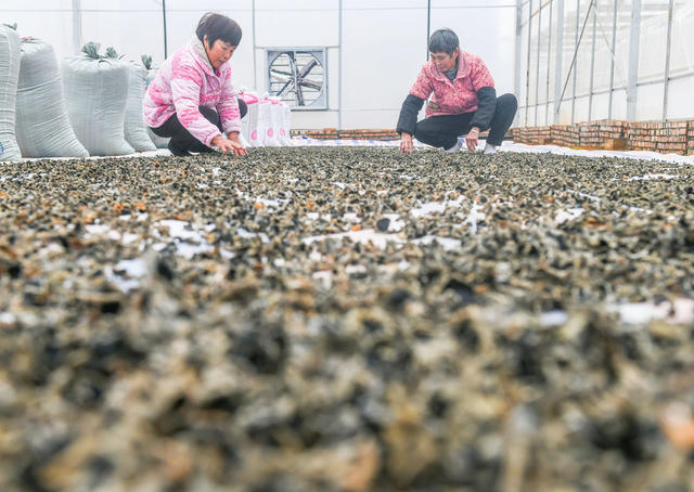 立春
道县
采收
木耳