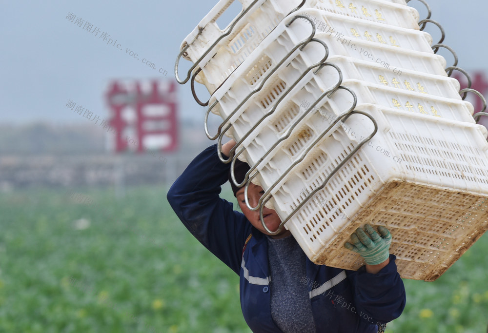 嘉禾： 丰富节日“菜篮子”