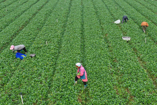 嘉禾： 丰富节日“菜篮子”