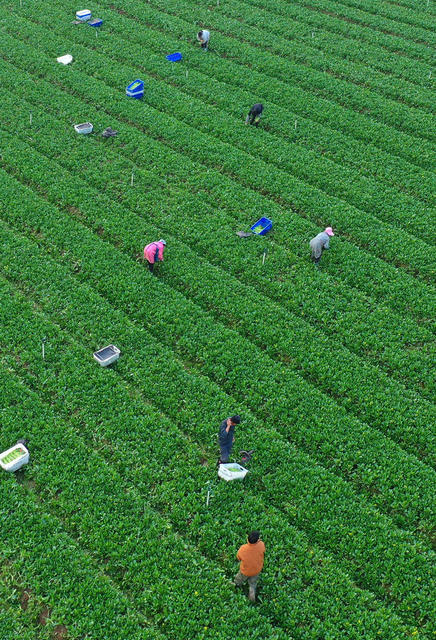 嘉禾： 丰富节日“菜篮子”