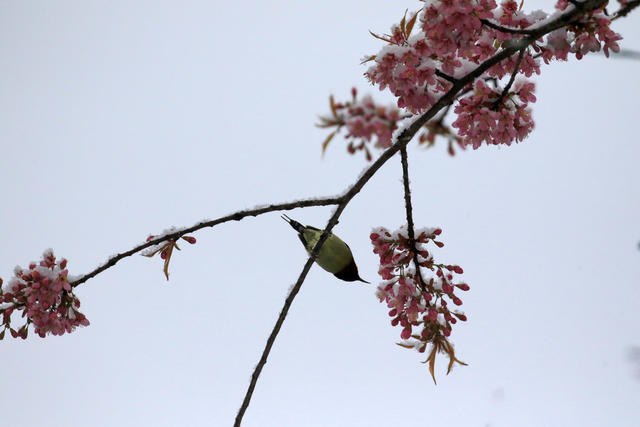 湖南，湘西，节气，立春，鸟语花香，雪花，花朵，风景