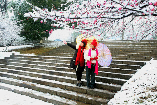 南湖梅花