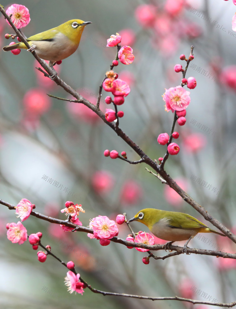 鸟 花 春