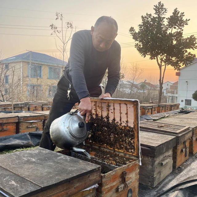 年三十  农事  蜂农  喂蜜  蜂脾