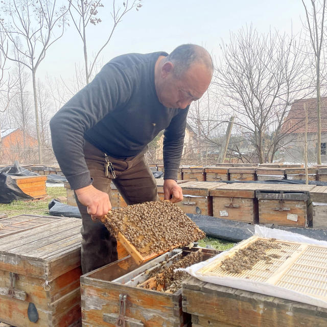 年三十  农事  蜂农  喂蜜  蜂脾