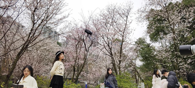 踏春 赏花