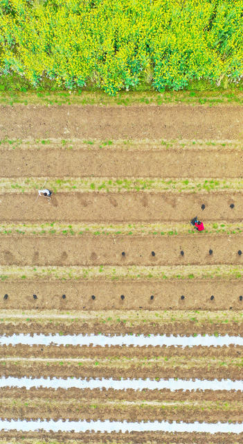 春耕  花香  劳作  农事