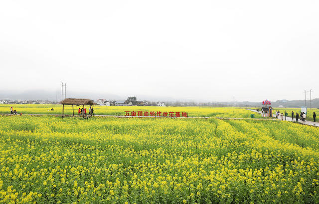 春暖花开 油菜花 春色如画 乡村旅游 乡村振兴