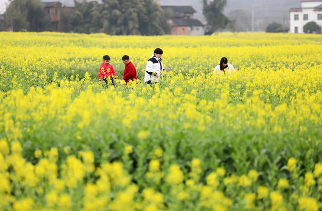 春暖花开 油菜花 春色如画 乡村旅游 乡村振兴