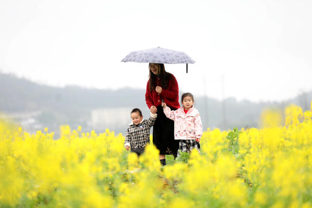 春暖花开 油菜花 春色如画 乡村旅游 乡村振兴