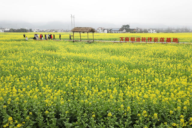 春暖花开 油菜花 春色如画 乡村旅游 乡村振兴