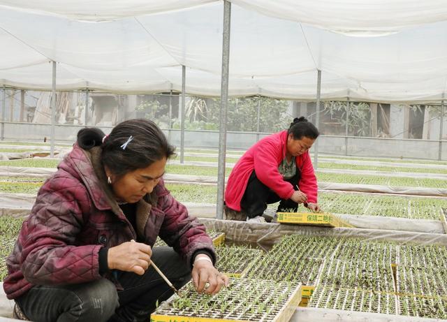  春光好     育苗忙