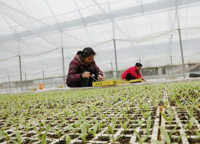  春光好     育苗忙