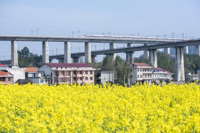 湖南娄底 油菜花 高铁列车 春天 沪昆高铁