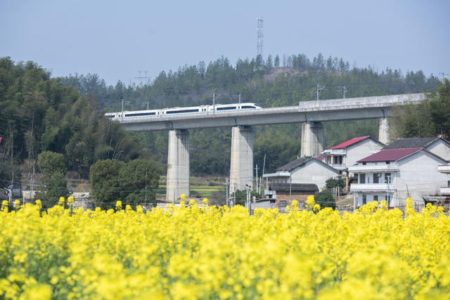 湖南娄底 油菜花 高铁列车 春天 沪昆高铁