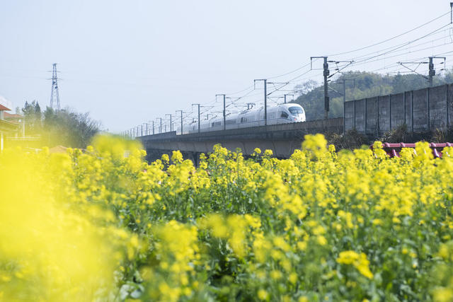 湖南娄底 油菜花 高铁列车 春天 沪昆高铁