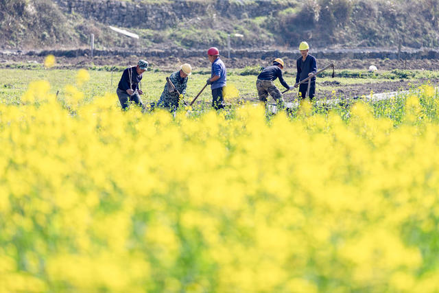 高标准农田建设 吉首 粮食 关侯村 