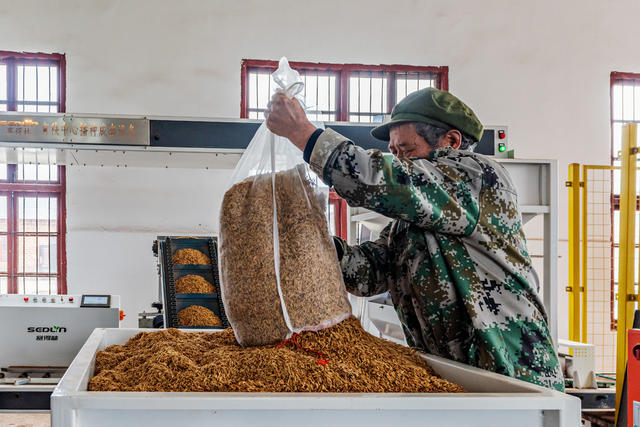 粮食生产  早稻育秧  机能化