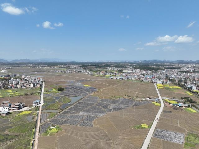 人勤春来早、 烤烟、移栽、技术指导