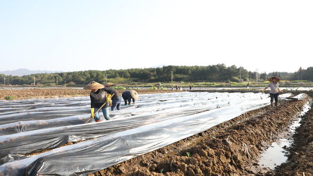 人勤春来早、 烤烟、移栽、技术指导