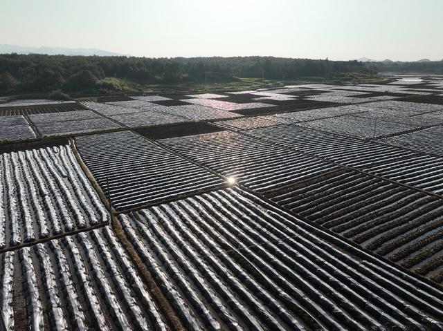 人勤春来早、 烤烟、移栽、技术指导