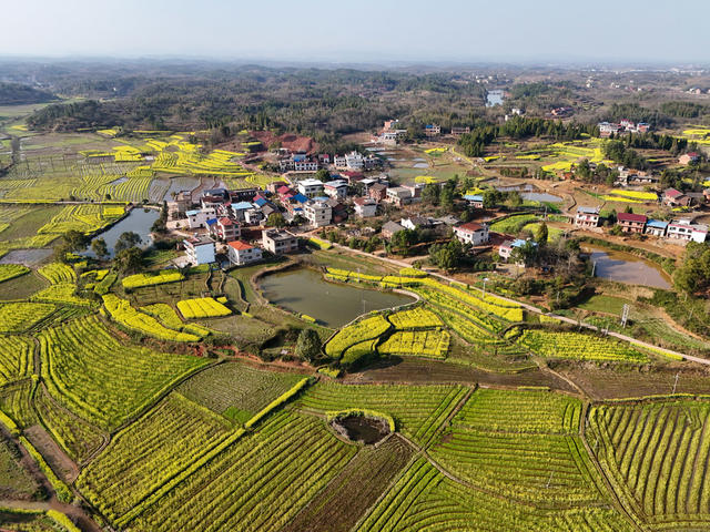 油菜花  乡村  画卷  风光  风景  旅游  自然  田园  三农  
