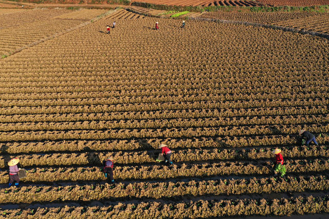 湖南嘉禾：二月二  农事忙